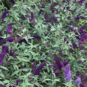 buddleja davidii