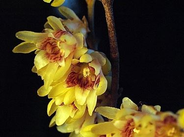 Chimonanthus nitens