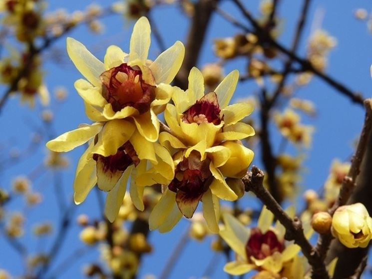 Chimonanthus praecox