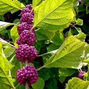 callicarpa