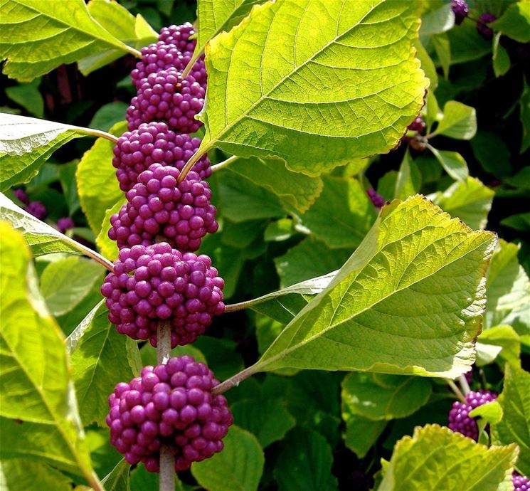 callicarpa