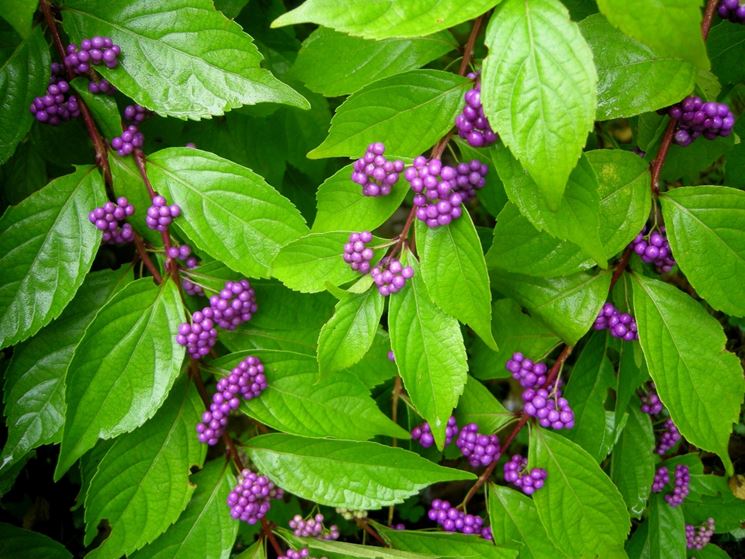 callicarpa