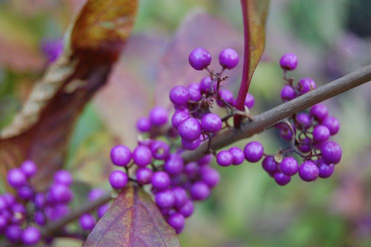 bacche callicarpa