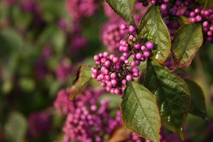 callicarpa