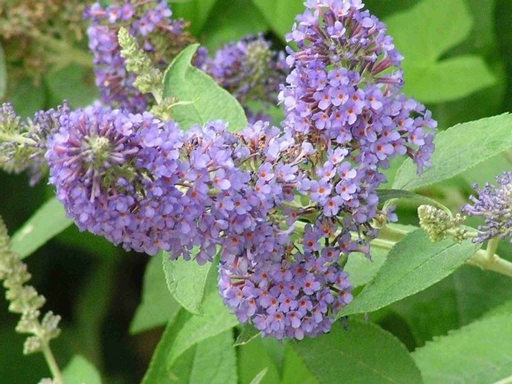 callicarpa