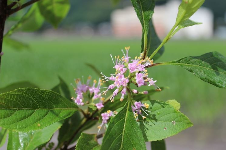 callicarpa fiori