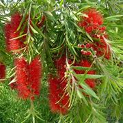 Callistemon 