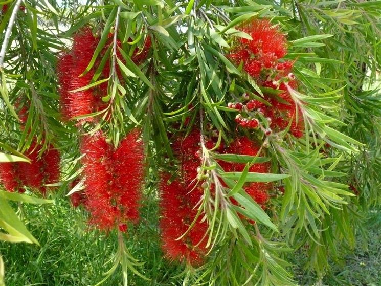 Callistemon - Callistemon - Piante da Giardino ...