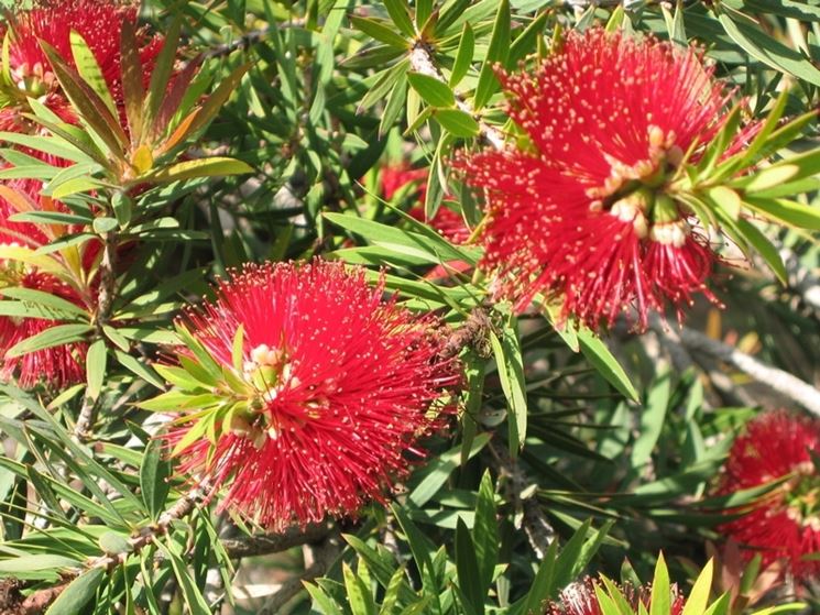 Callistemon 