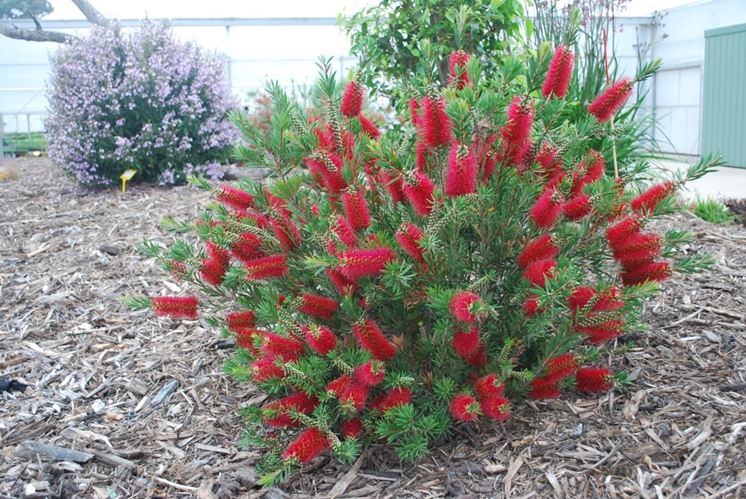 Callistemon 