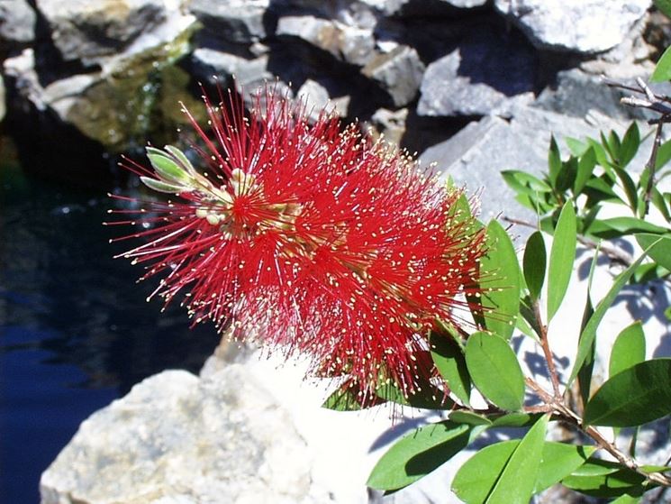 callistemon citrinus bloom