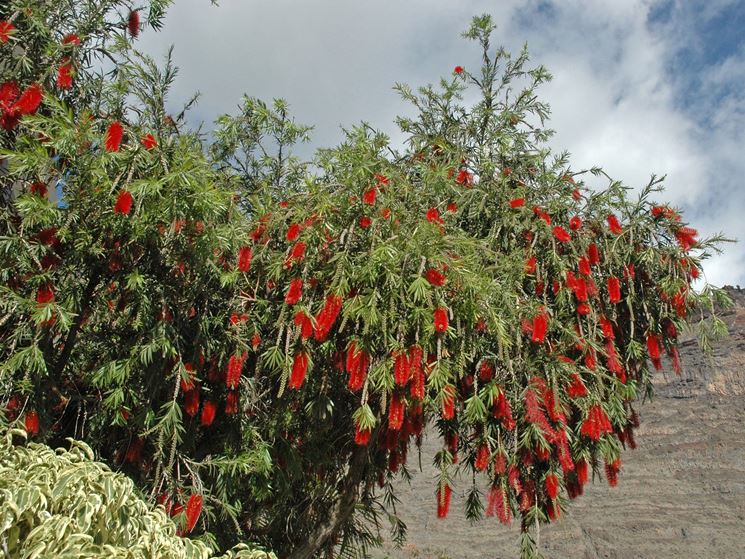 callistemon