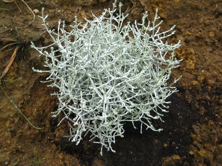 Calocephalus