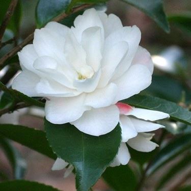 camelia cinnamon cindy