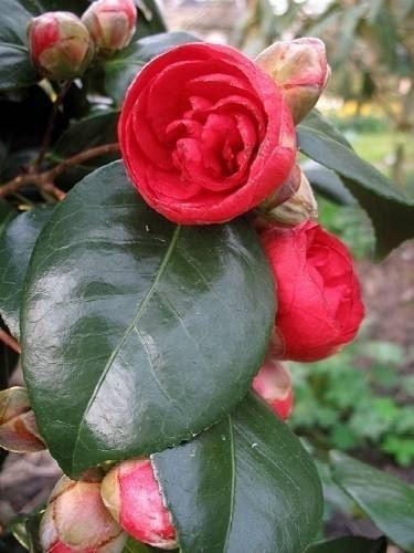 camelia adolphe audusson 0630