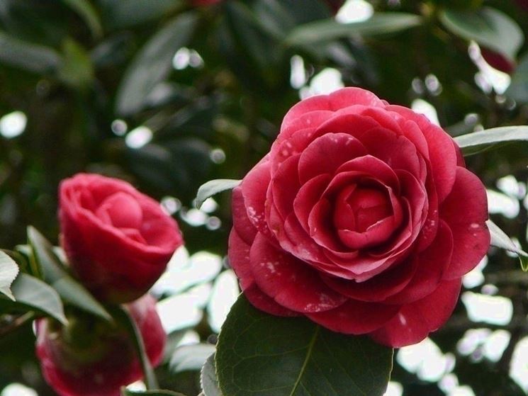 Annaffiature camelia