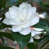 camelia cinnamon cindy