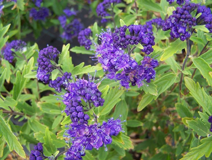 Caryopteris clandonensis - Caryopteris clandonensis - Piante da Giardino - Caryopteris ...