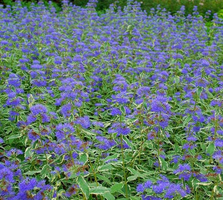 Caryopteris clandonensis