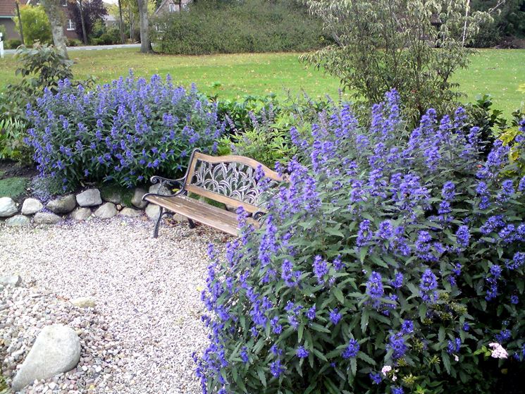 Caryopteris clandonensis