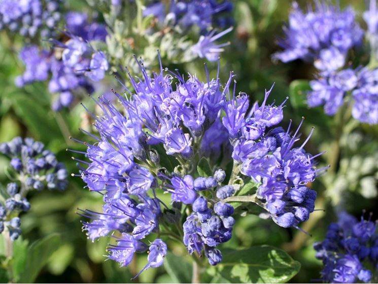 Caryopteris clandonensis