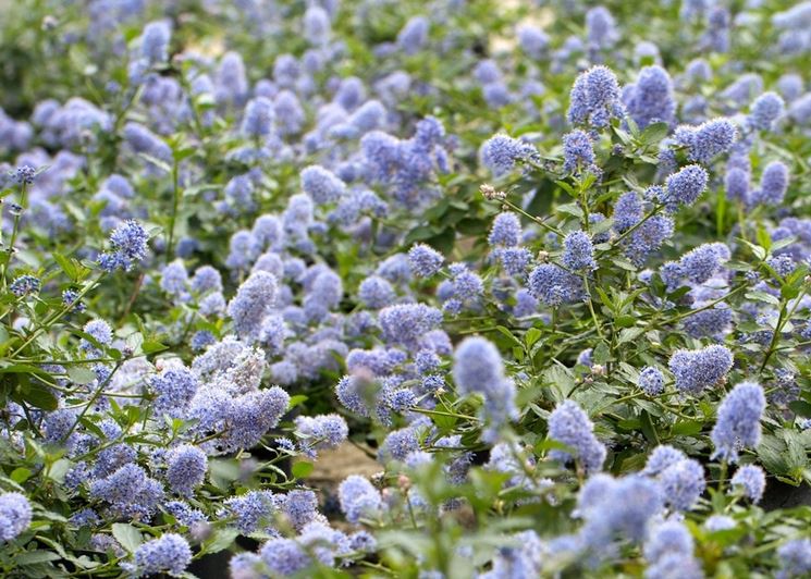 ceanothus thyrsiflorus var repens