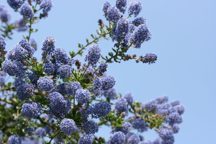 ceanothus