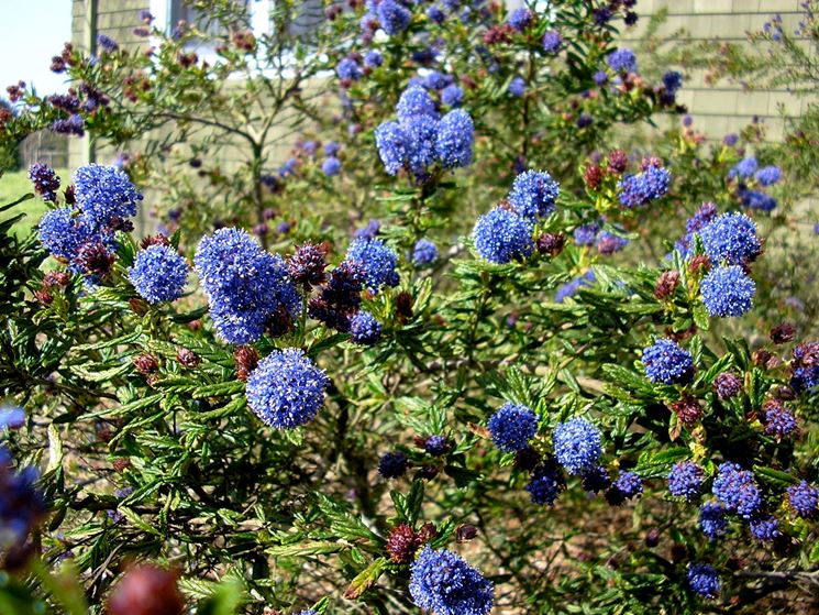 ceanothus