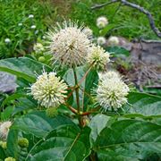 Cephalanthus occidentalis