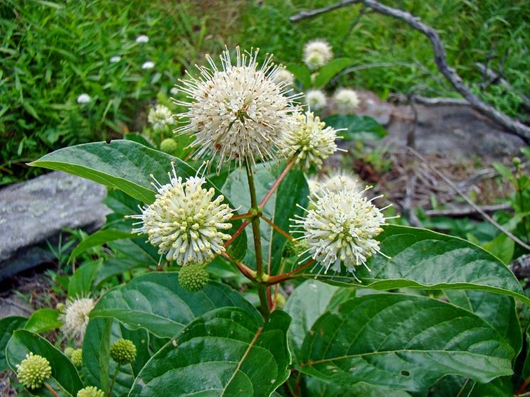 Cephalanthus occidentalis