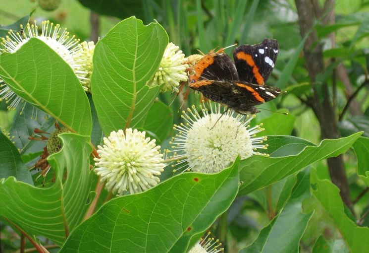 Cephalanthus occidentalis