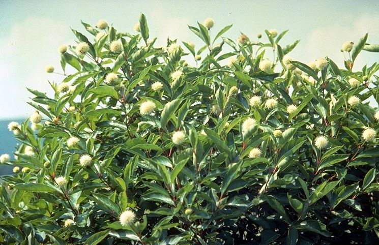 Cephalanthus occidentalis