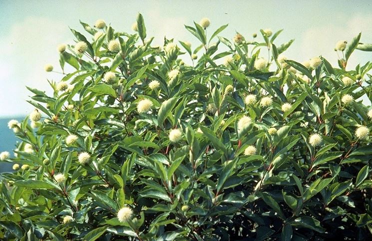 Cephalanthus occidentalis