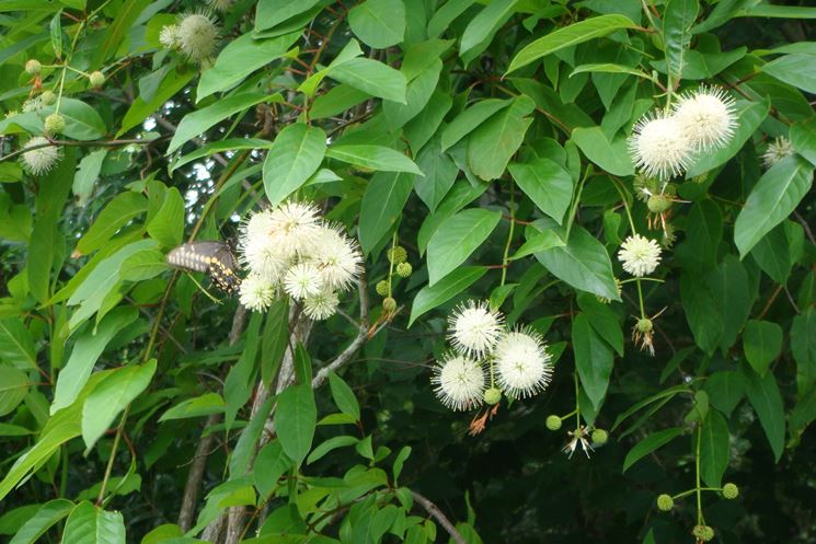 Cephalanthus occidentalis