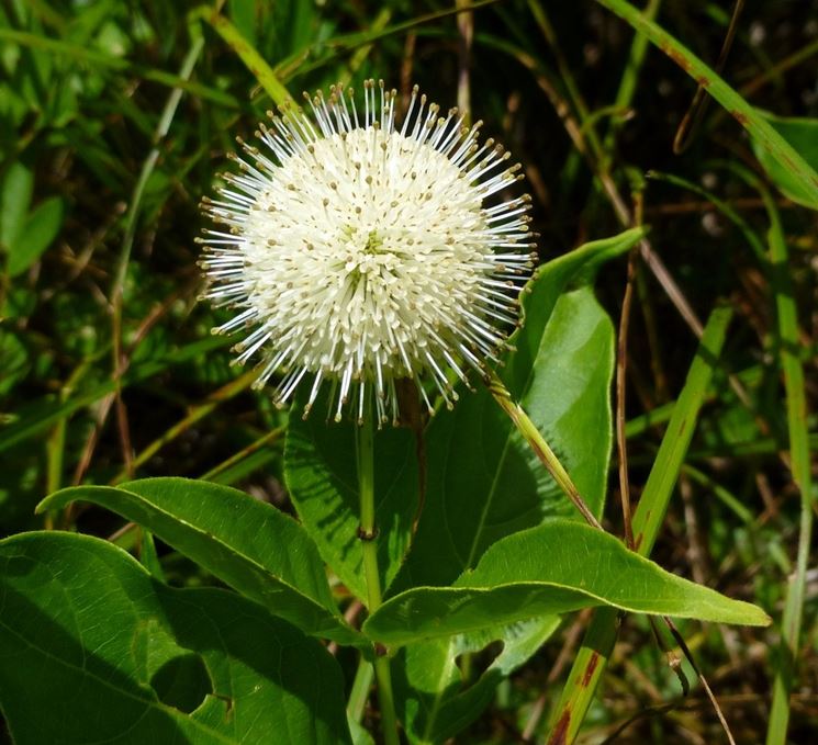 buttonbush