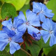 Ceratostigma 