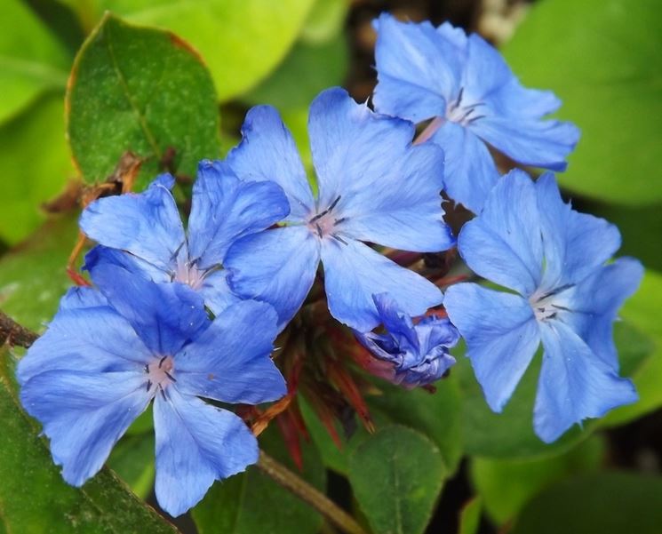 Ceratostigma 