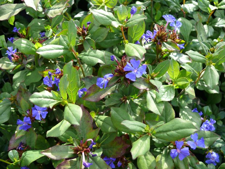 Ceratostigma 