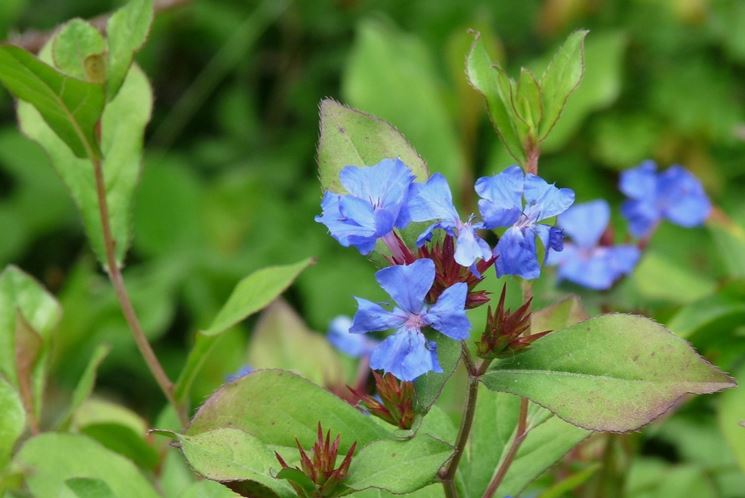 plumbago blu