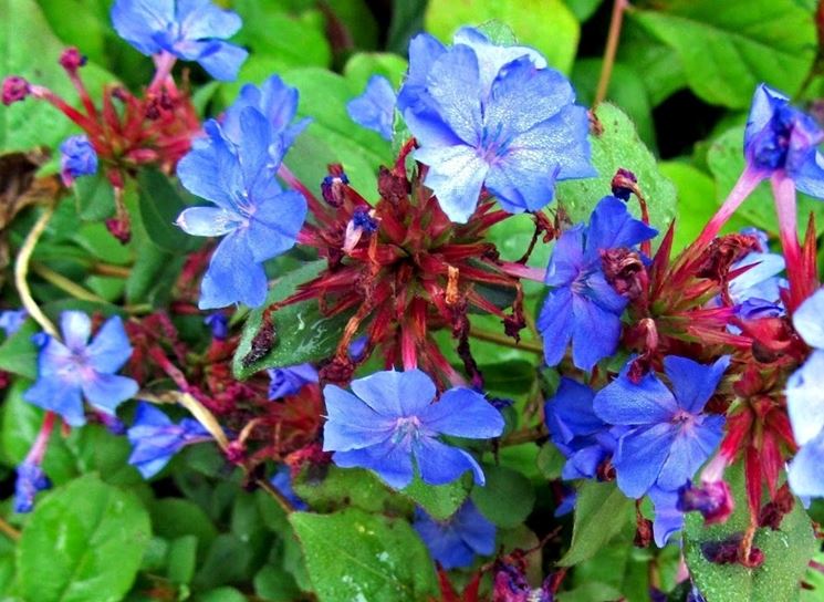 plumbago blu