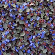 ceratostigma plumbaginoides