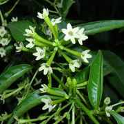 Cestrum nocturnum