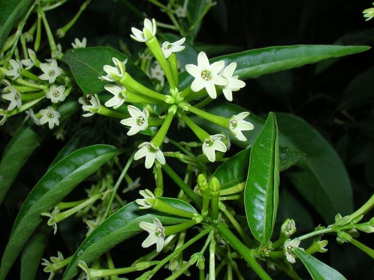 Cestrum nocturnum