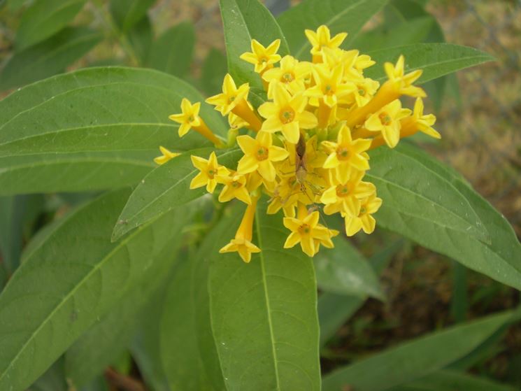 Cestrum nocturnum