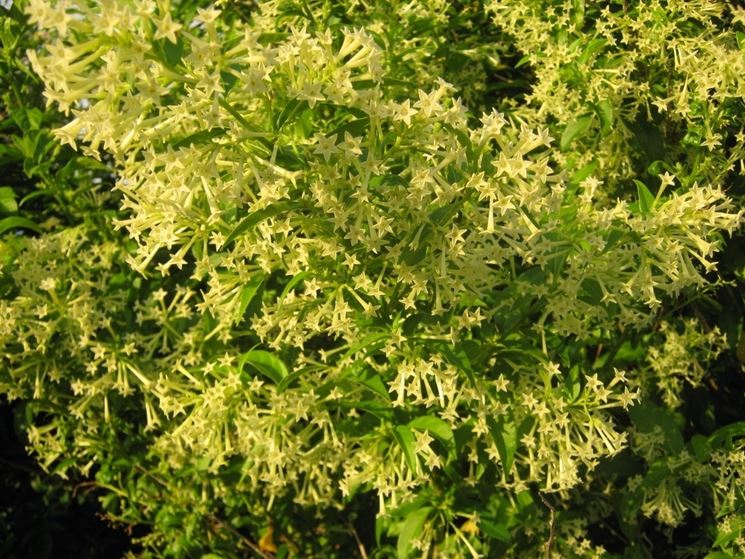 cestrum <em>nocturnum</em> 