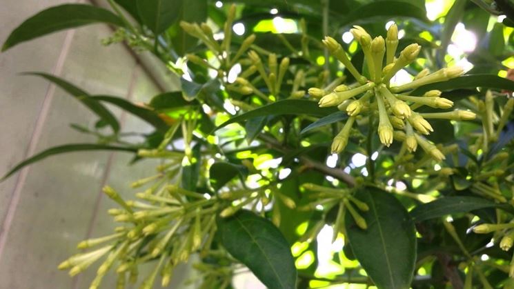 cestrum nocturnum