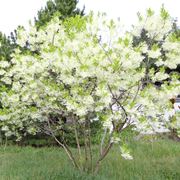 Chionanthus