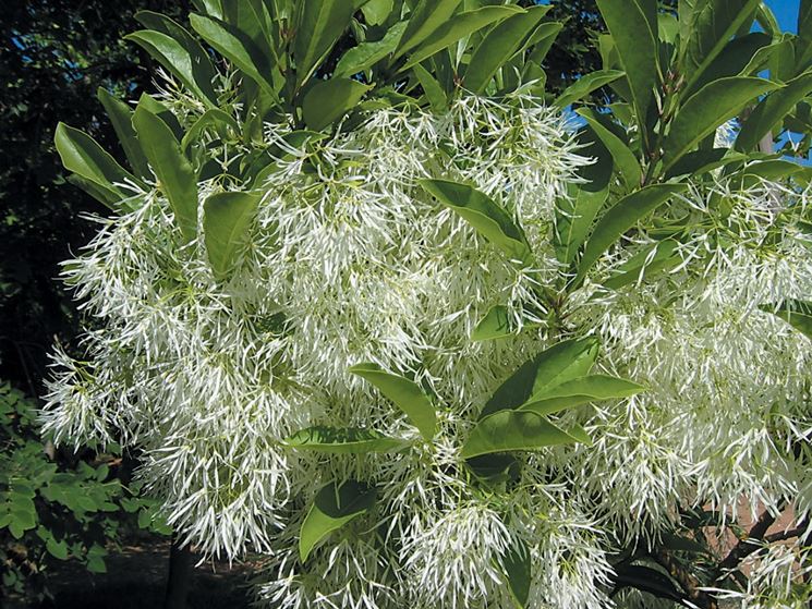 Chionanthus