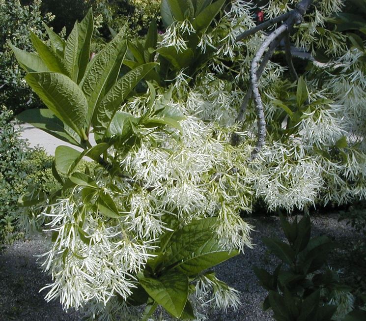 chionanthus