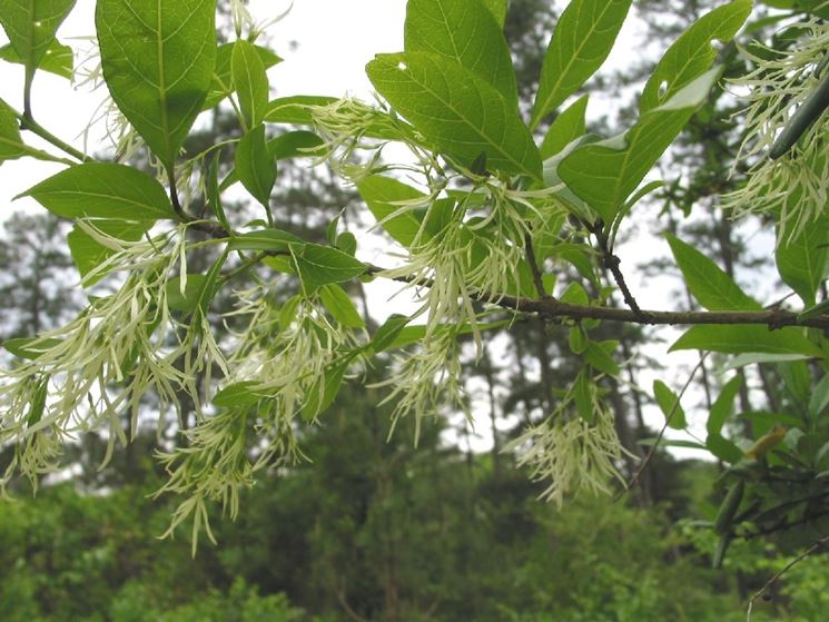 chionanthus